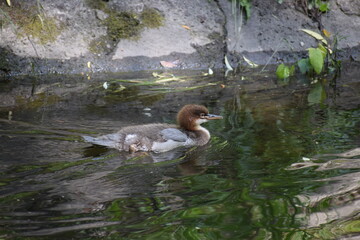 a closeup shot of a duck in a pond © MARIA – Nature