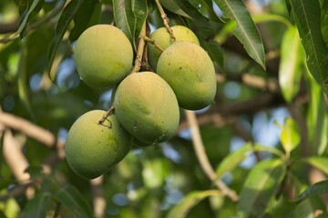 green mango fruits in Costa Rica
