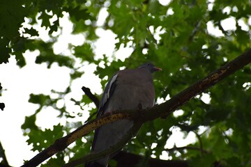 bird in the park ...
