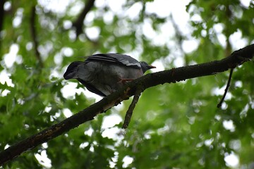 a bird in the forest