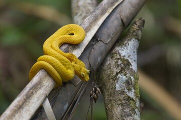 Eyelash Palm Pitviper in Costa Rica