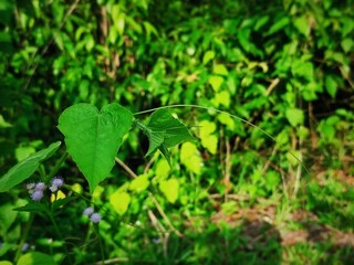 clover in the grass