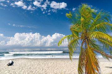 Lonely beach with coconut palm