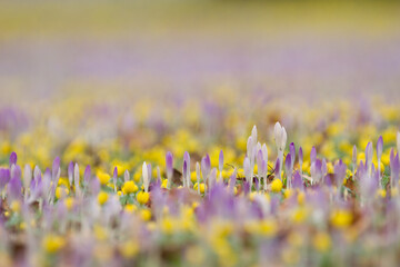 Fototapeta premium crocuses and winter aconites on a meadow