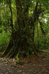 Obraz premium rainforest landscape in Costa Rica