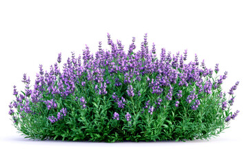Naklejka premium Lush lavender bush isolated on white background