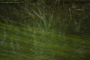 green water surface with ripples