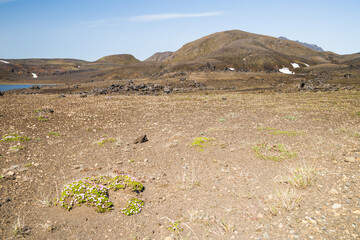 Longely highland in Iceland in summer