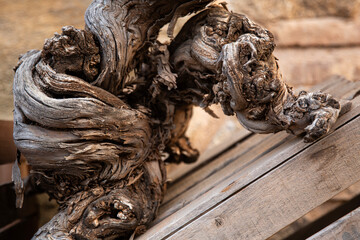 Tronco de una vid seca