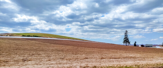 Lonely Christmas tree on field in Biei, popular in winter with fluffy snow, this is in after winter and no snow surrounding, under cloudy sky in Japan
