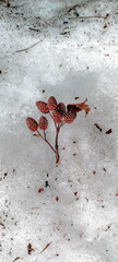 Pine cone dry on snow in winter season