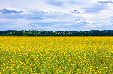 Obraz premium Yellow canola field with cloudy blue sky in Latvia