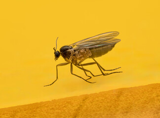 Trauerm&uuml;cke auf Gelbtafel