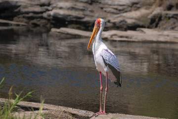 Mycteria Ibis on water's edge