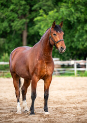 Fototapeta premium Elegant thoroughbred racehorse standing still, posing in front of camera. Portrait of graceful and well groomed horse on sunny day. Ideal for equestrian, horse racing, or animal photography themes.