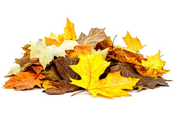 Pile of colorful autumn maple leaves on white
