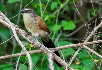 White browed coucal on a tree branch in an Africa forest