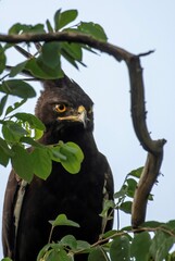 Crested eagle looking alert through tree branches