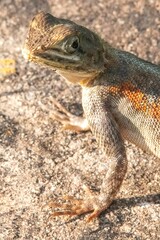 rock agama lizard on a stone in close up