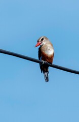 Grey headed Kingfisher on a power line