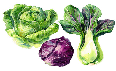 Watercolor, green and purple lettuce and bok choy clip art set on a white background, png, transparent