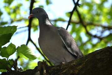 scenic view of pigeon bird