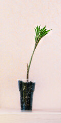 Young green sprout of amorphophallus konjak in plastic pot with exposed roots on pastel pink background Modern minimal botanical interior setup. Sustainable plant care and home decor