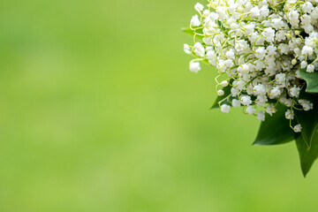 Bouquet of beautiful white lily of the valley flower on a green background, copy space