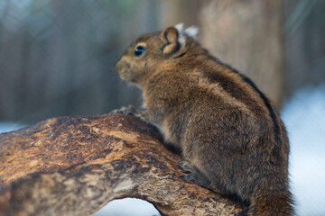 Zlin, Czech Republic - February 15, 2025: Animals in the zoo
