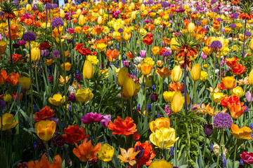 spring flowers in Keuhenhof in the Netherlands - springtime