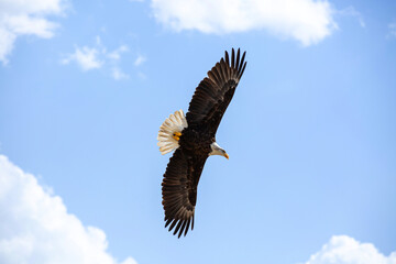 Águila o Pigargo americano volando