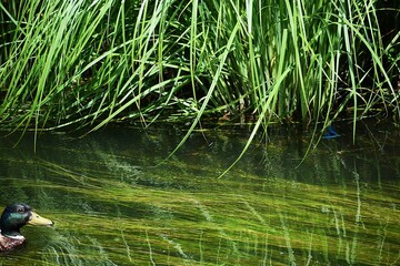 a closeup shot of a bird in the lake