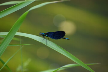blue butterfly on a leaf