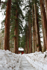 Pictures view with tall cedar tress and a snow covered path