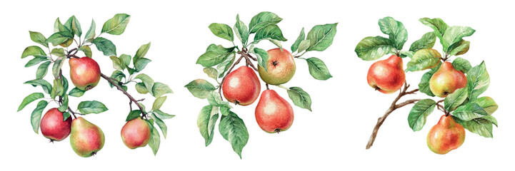 Watercolor set of pears on a tree branch png. Pear tree branches with half-ripe pear fruits. Concept of orchard and fruit growing. Watercolor pears.