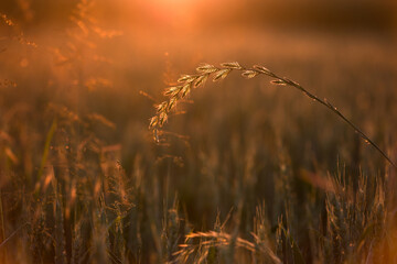 detail of a cornfield at sunset