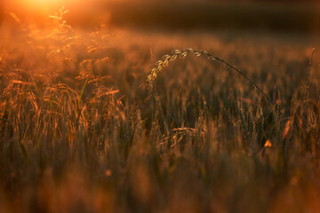 detail of a cornfield at sunset