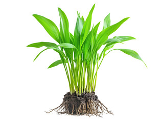 plant seedling with roots on a transparent background 