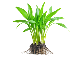 plant seedling with roots on a transparent background 