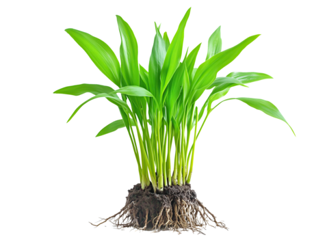 plant seedling with roots on a transparent background 
