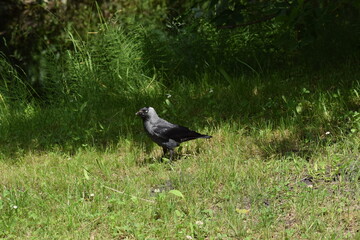 a black pigeon on the ground