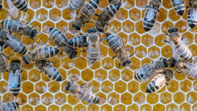 The Complex Intricacies of Working Bees on Honeycombs. Bees store fresh nectar in honeycomb.