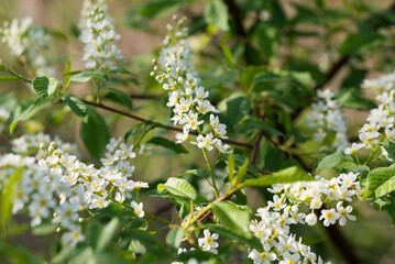 Bird cherry, .Prunus padus white flowers closeup selective focus