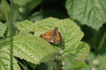 Large Skipper butterfly (Ochlodes sylvanus)