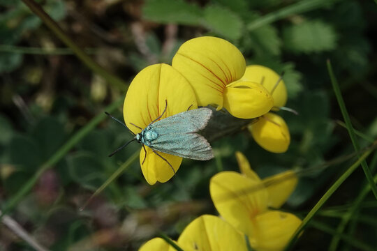 A Cistus Forester moth (Adscita geryon) in the British countryside