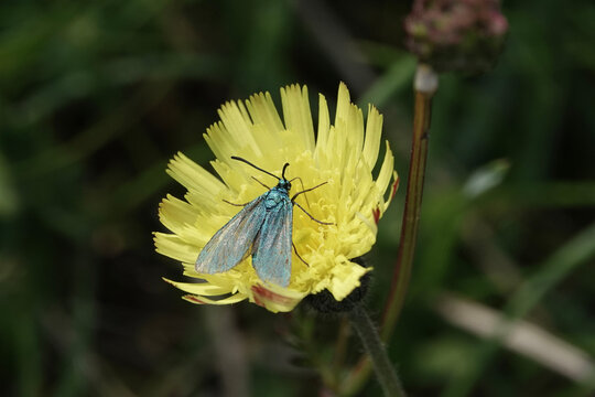 A Cistus Forester moth (Adscita geryon) in the British countryside