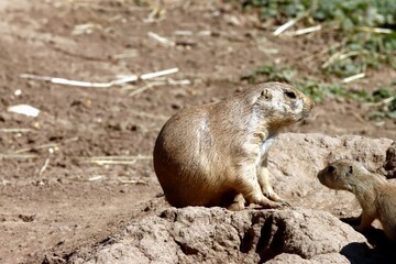 chien de prairie
