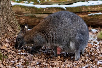 Zlin, Czech Republic - February 15, 2025: Animals in the zoo. A kangaroo with a newborn is playing in the enclosure.