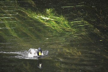 ducks in the water .. © MARIA