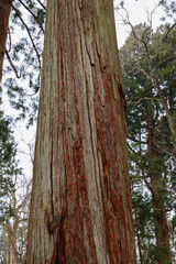 Closeup of an old cedar tree trunk